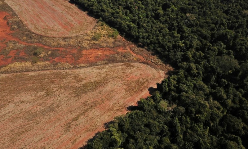 forest-declaration-assessment-2025-un-signal-dalarme-a-lapproche-de-la-cop30