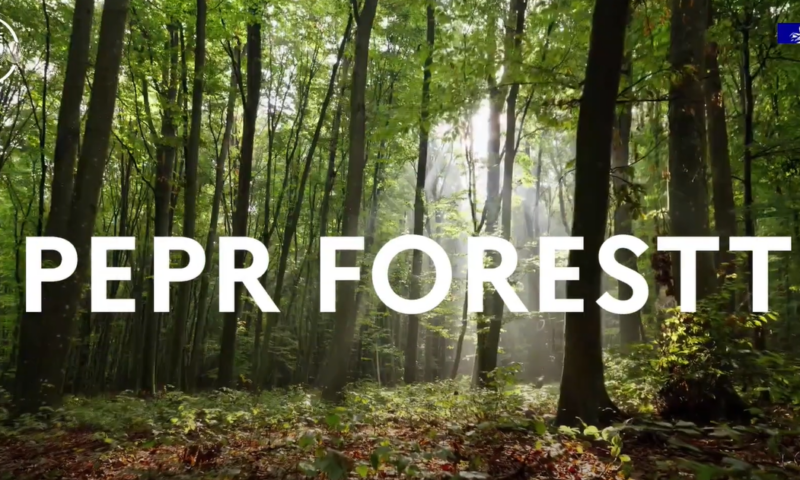 forestt-un-nouveau-programme-de-recherche-dedie-a-la-resilience-des-forets