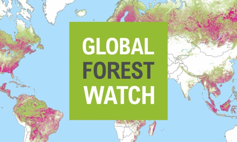 webinaire-forest-loss-in-2024-whats-at-stake-ahead-of-cop